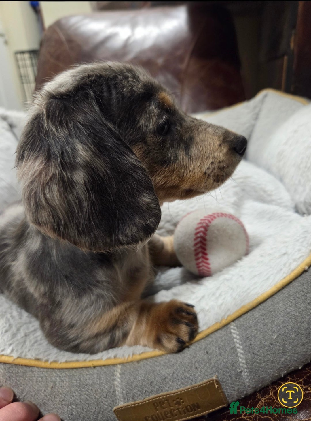 Dachshund dogs for sale: Dachshund puppies  - Image 28