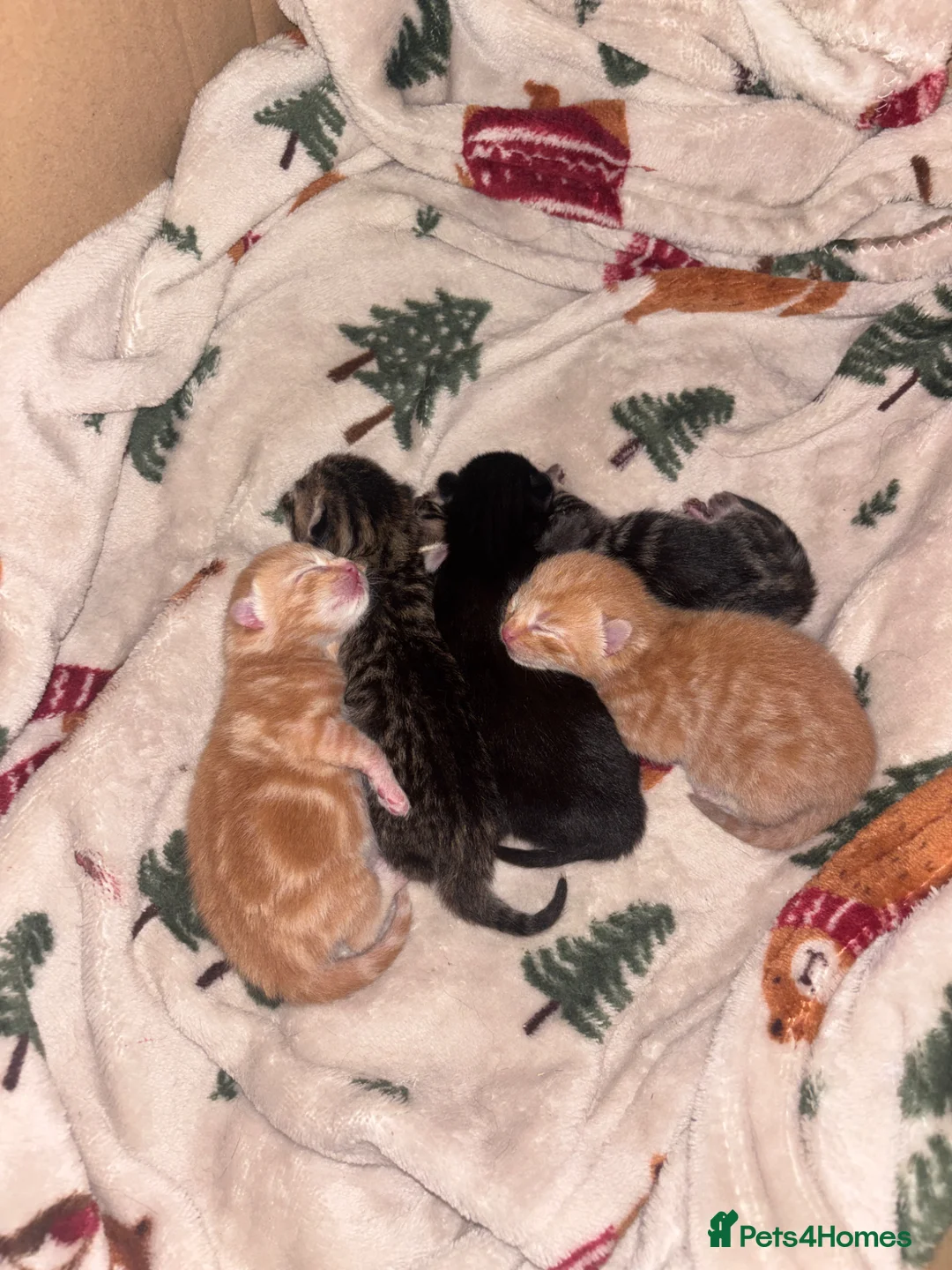 Mixed Breed cats for sale: Beautiful tabby cross Domestic short hair kittens - Advert 1