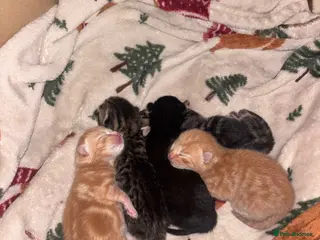 Mixed Breed cats Beautiful tabby cross Domestic short hair kittens - Advert 1