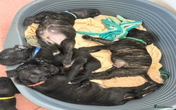 Mixed Breed dogs for sale: Cane Corso x boerboel  - Image 9