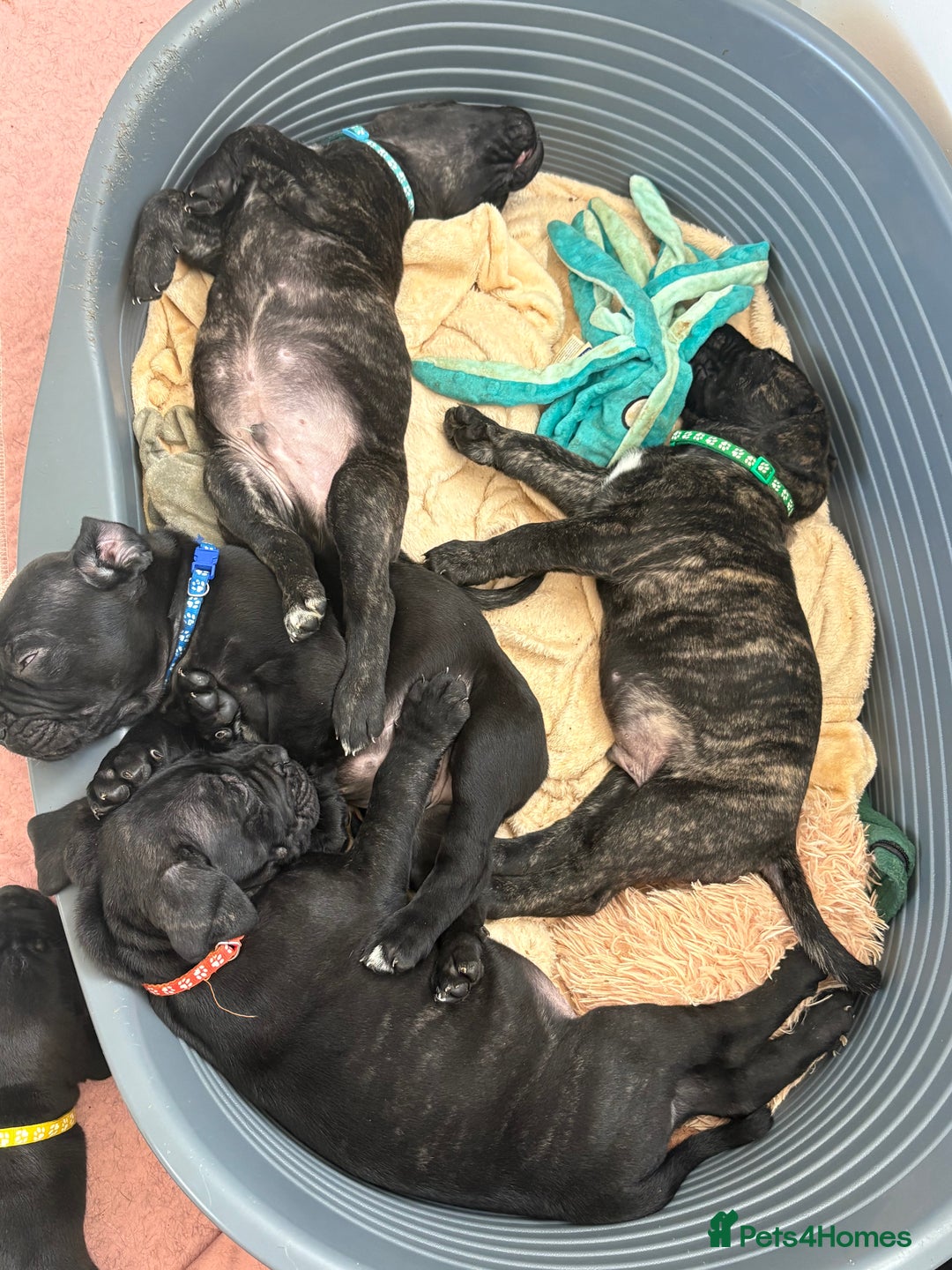 Mixed Breed dogs for sale: Cane Corso x boerboel  - Image 9