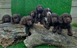 Cocker Spaniel dogs for sale: WORKING dna clear cocker spaniels  - Image 1