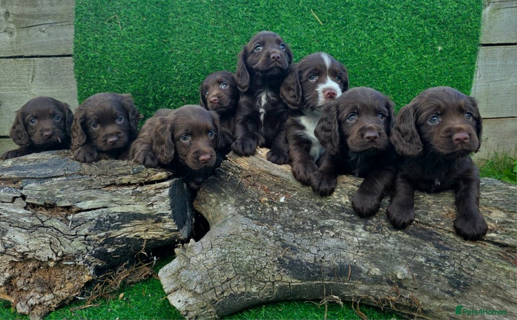 Cocker Spaniel dogs - Advert 10