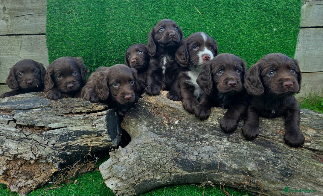 Cocker Spaniel dogs for sale: WORKING dna clear cocker spaniels  - Image 1