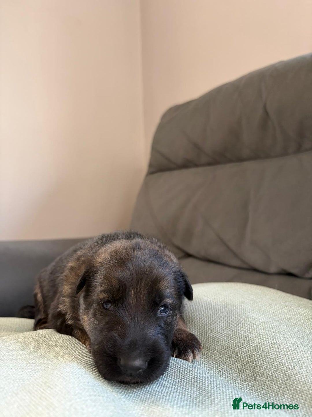 German Shepherd dogs for sale: German shepherd puppies  - Advert 27