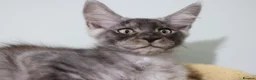 Maine Coon cats for sale: Maine Coons ready now - Advert 4