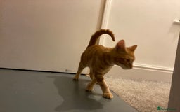 Domestic Shorthair cats for sale: Ginger kitten free - Image 1