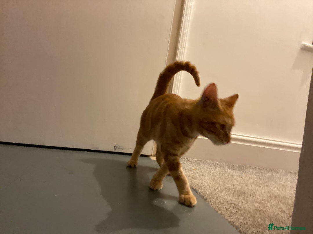 Domestic Shorthair cats for sale: Ginger kitten free - Image 1