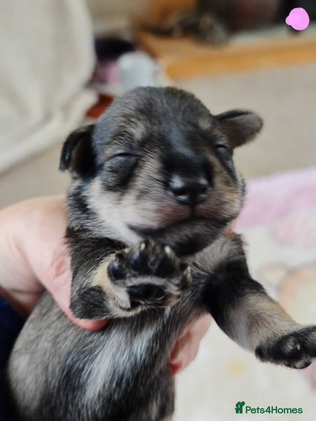 Miniature Schnauzer dogs for sale: Beautiful KC Reg. Miniature Schnauzer Puppies - Advert 14