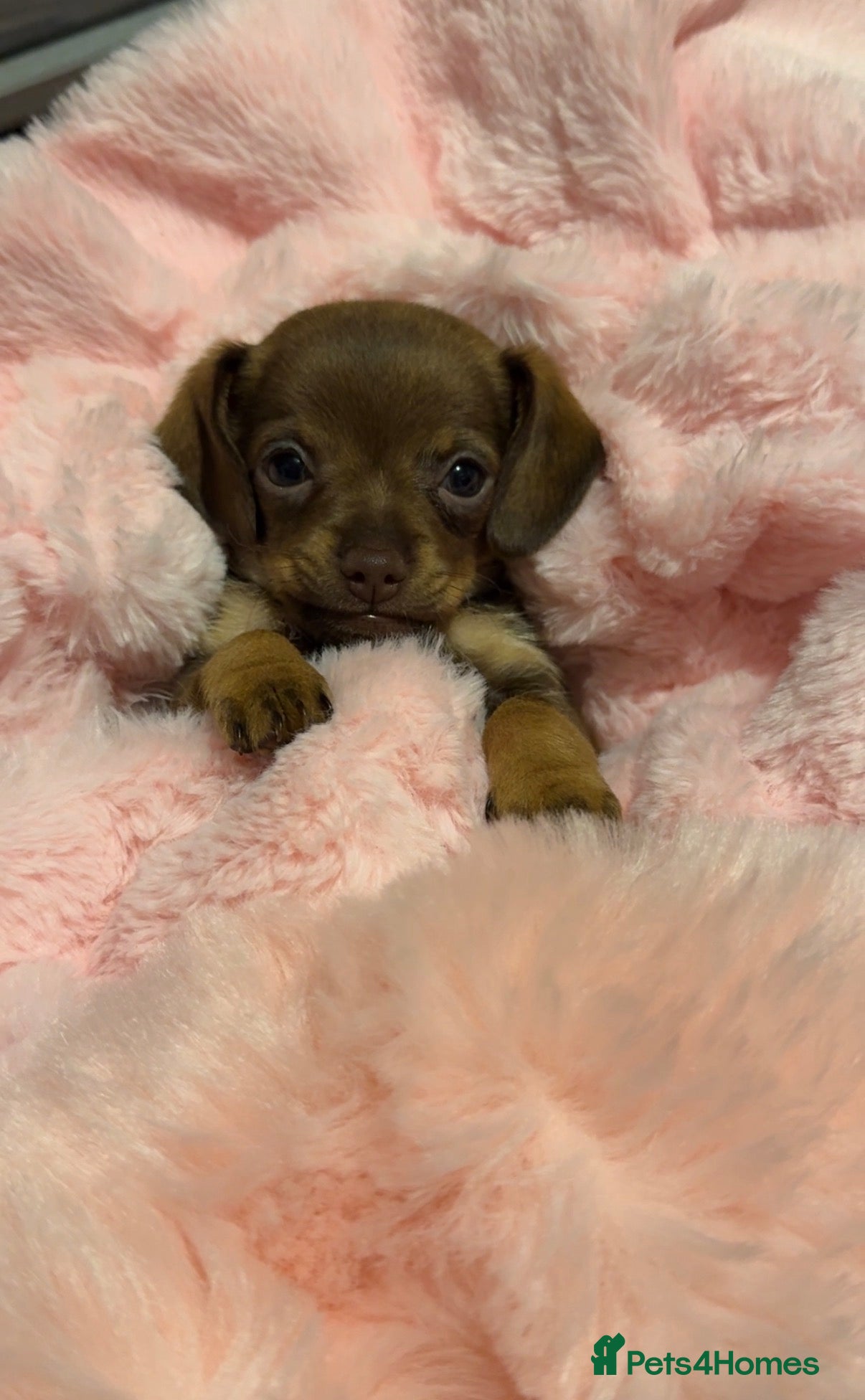 Chiweenie dogs Chiweenie pup. Chihuahua cross dachshund  - Advert 1