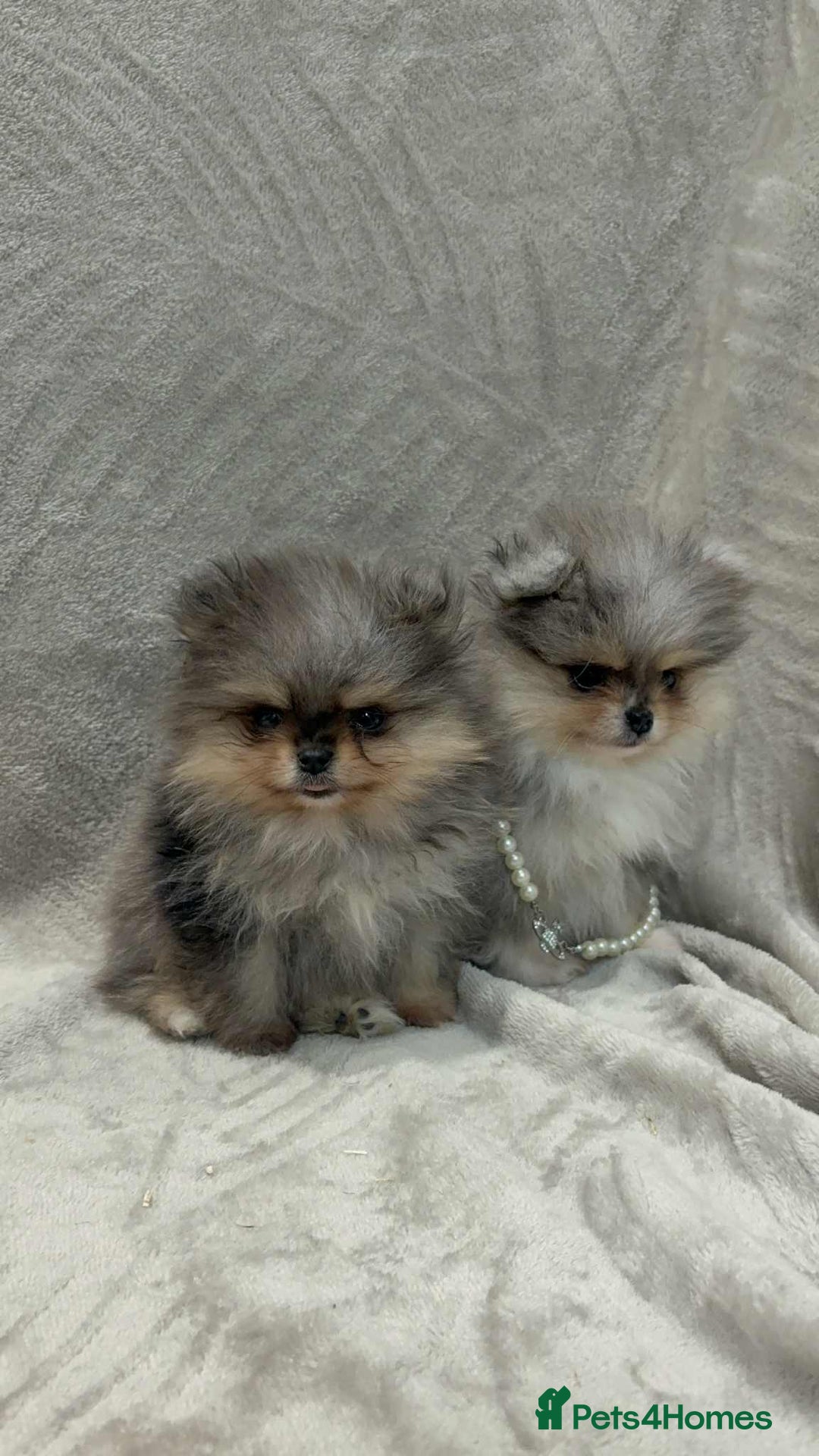 Pomeranian dogs for sale: RUSSIAN SHOW MERLE POMERANIAN PUPPYS  - Advert 4