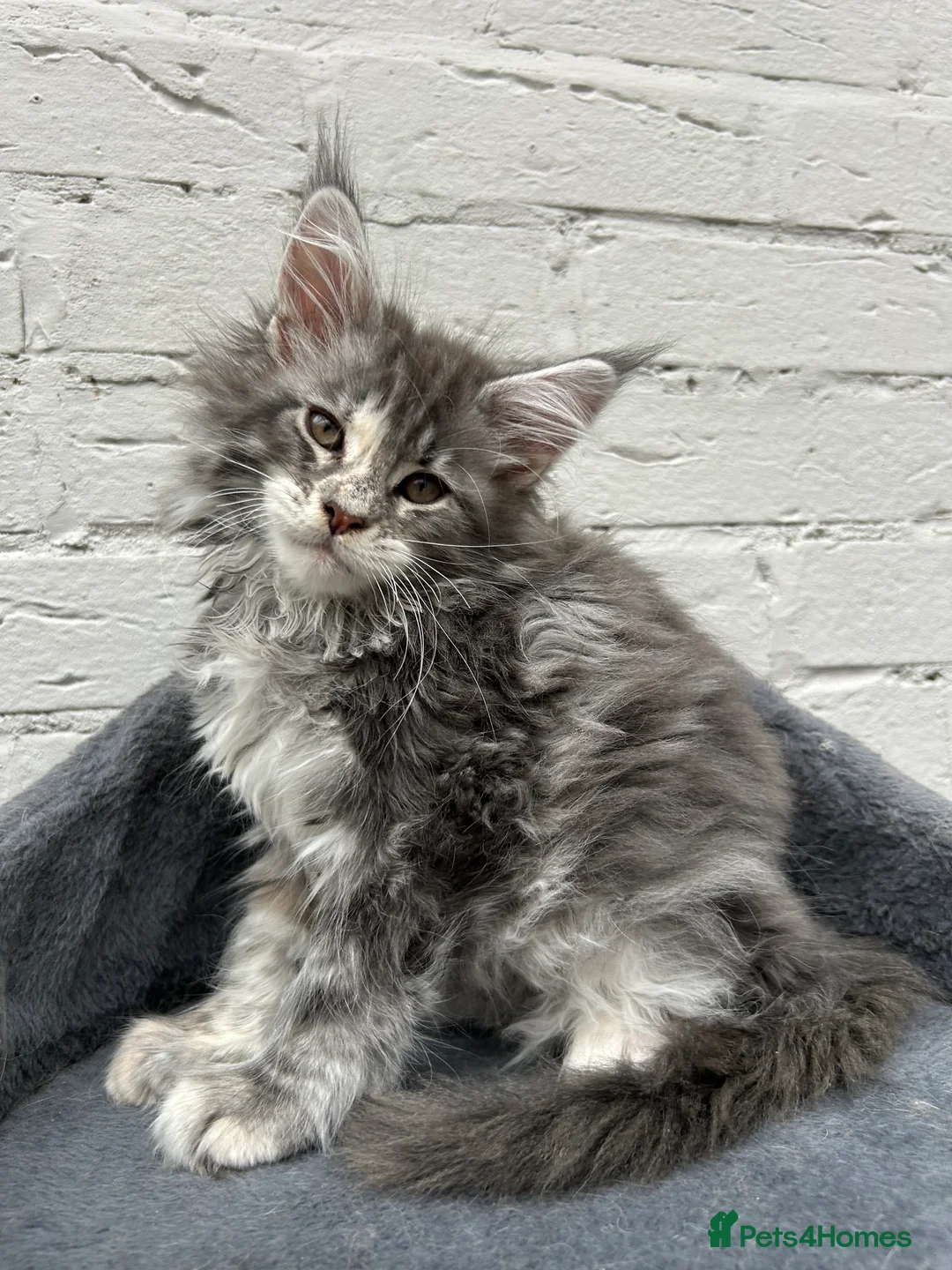 Maine Coon cats for sale: TICA reg Pedigree Maine Coon Kittens  - Advert 13