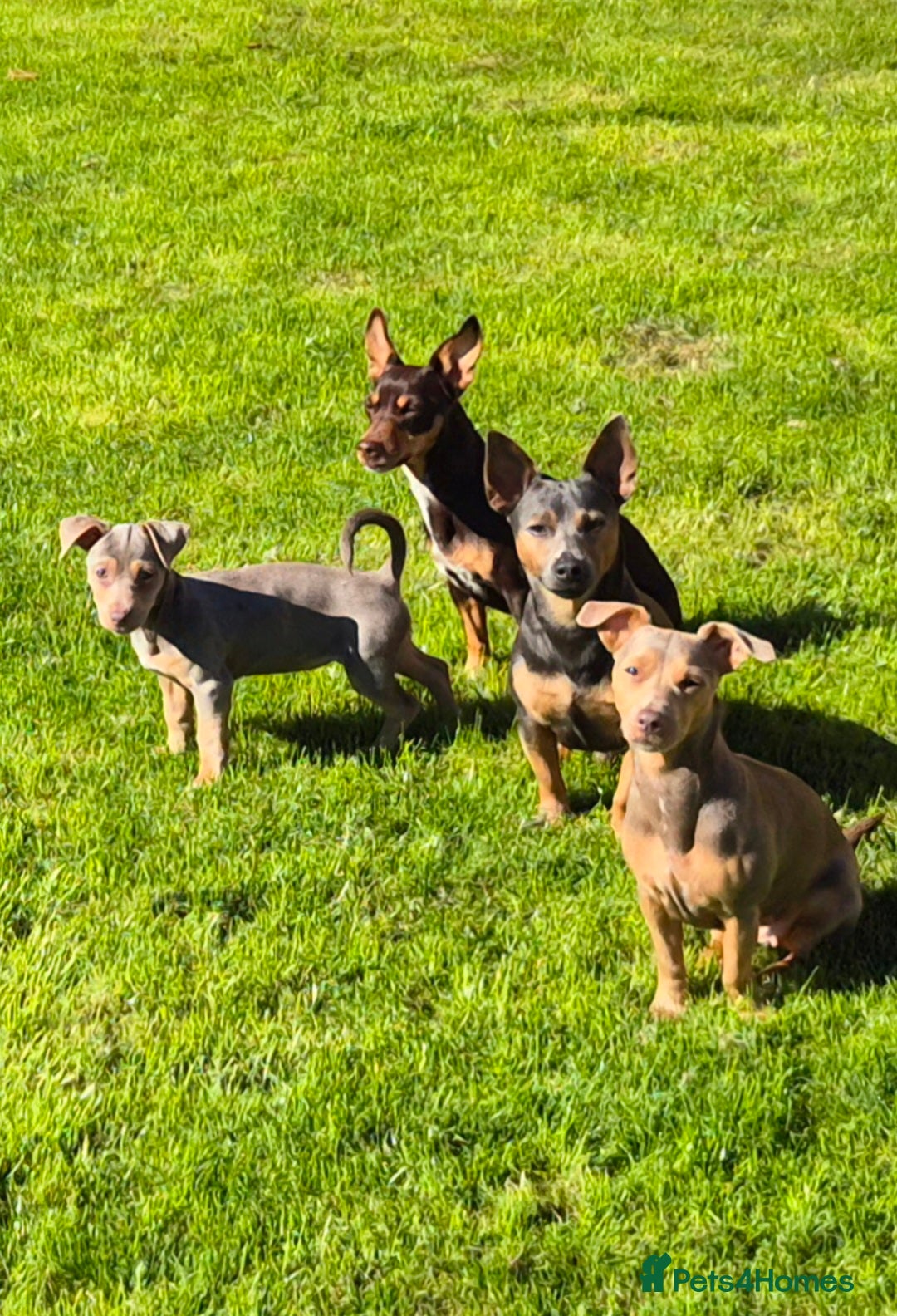 Jack Russell dogs for sale: Miniature Lilac & Blue Jack Russell puppies  - Image 21