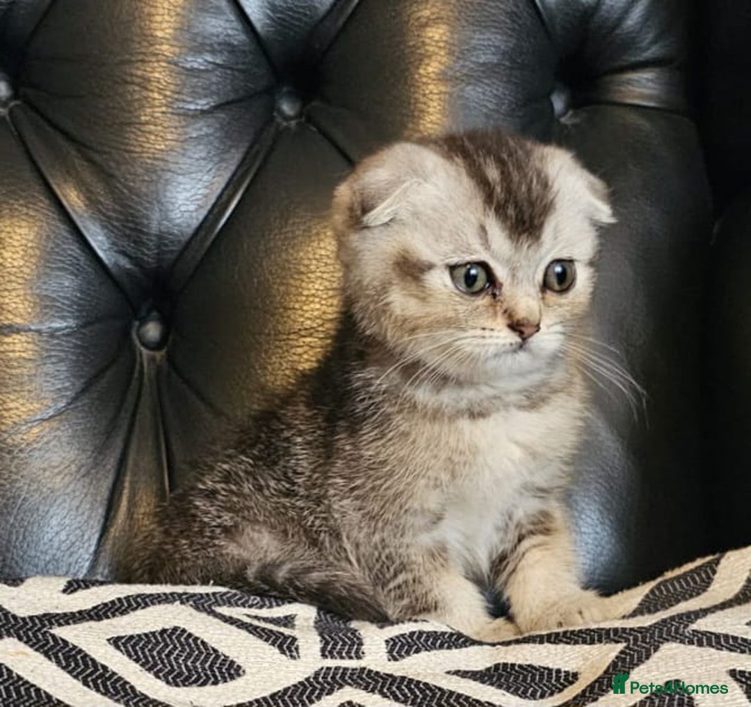 Scottish Fold cats for sale: Beautiful Scottish fold/straight kittens  - Image 10