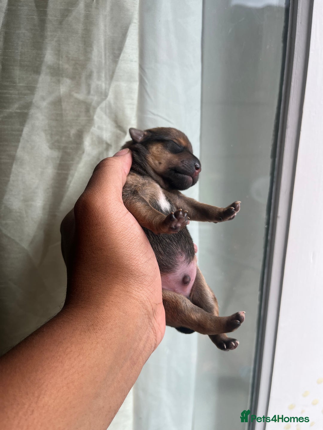 Mixed Breed dogs for sale: Jack Russel x Chow Chow Mix Puppies for Sale  - Image 9