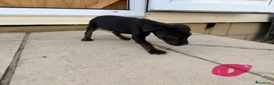 Mixed Breed 5