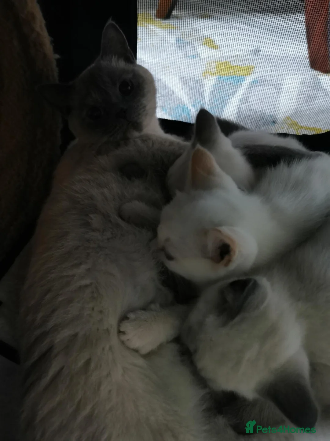 British Shorthair cats for sale: British Shorthair Points  - Advert 1