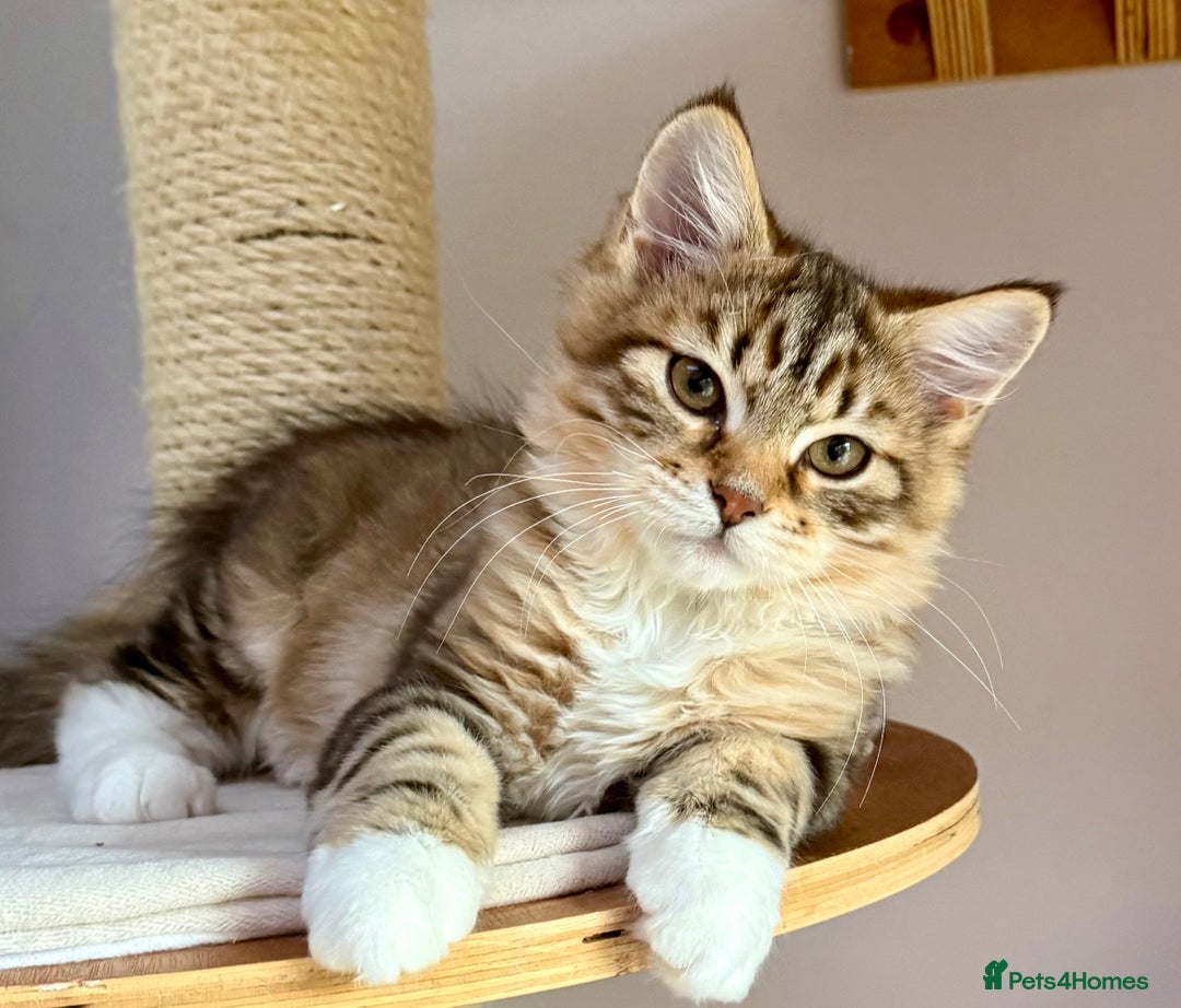 Siberian cats for sale: Champion line kitten😻😽🐈 - Advert 1