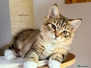Siberian cats Champion line kitten😻😽🐈 - Advert 5