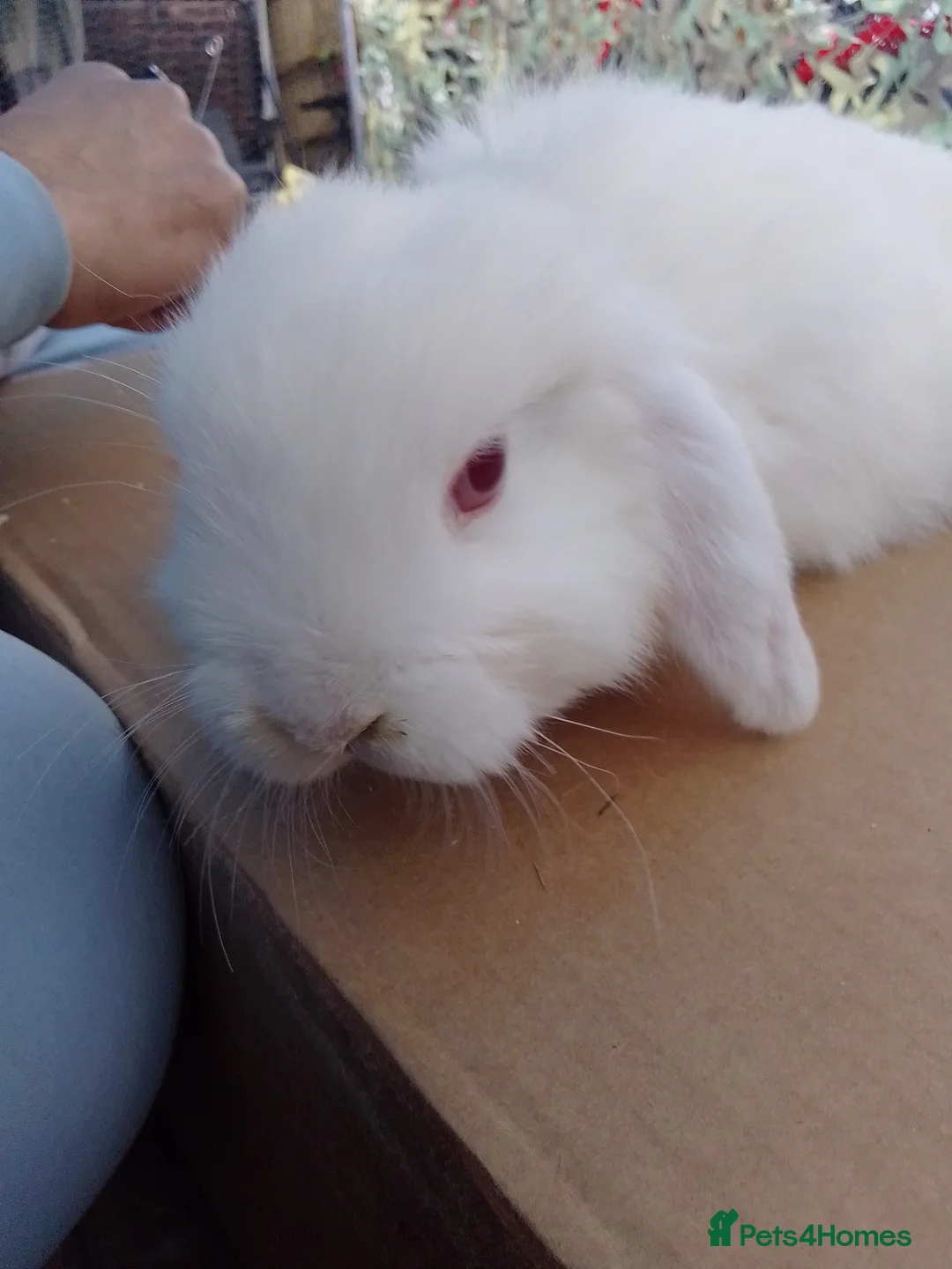 Mini Lop rabbits for sale: Beautiful blue mini lop bunnies ready to go  - Advert 6
