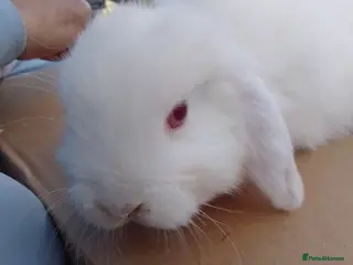 Mini Lop rabbits Last mini lop free ready to go - Advert 11