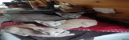 Oriental cats for sale: Beautiful oriental Siamese kitten - Advert 2