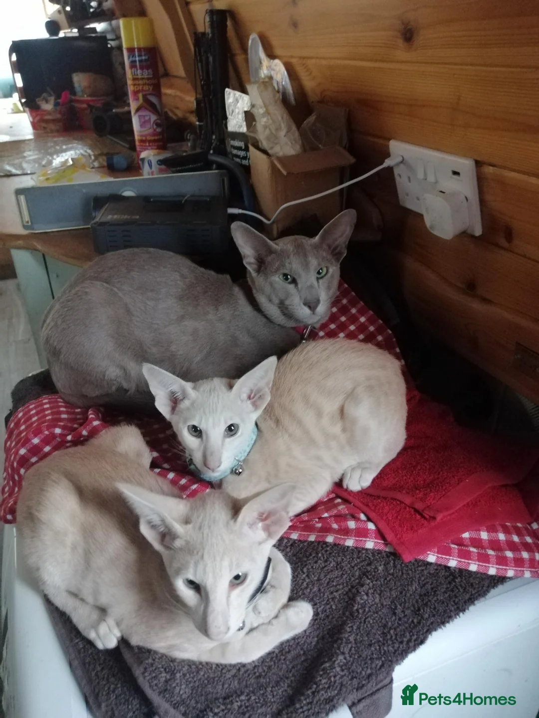 Oriental cats for sale: Beautiful oriental Siamese kitten - Advert 2