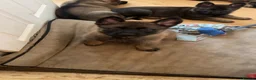 German Shepherd dogs for sale: 4 rare female German shepherd pups kc reg working  - Advert 13