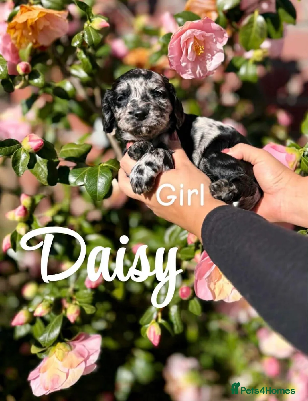 Cockapoo dogs for sale: 7 adorable F1b cockapoos stunning colours  - Advert 1