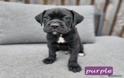 Cane Corso dogs for sale: 💜 gorgeous cane corsos puppies 💜ready in 3 weeks - Image 24