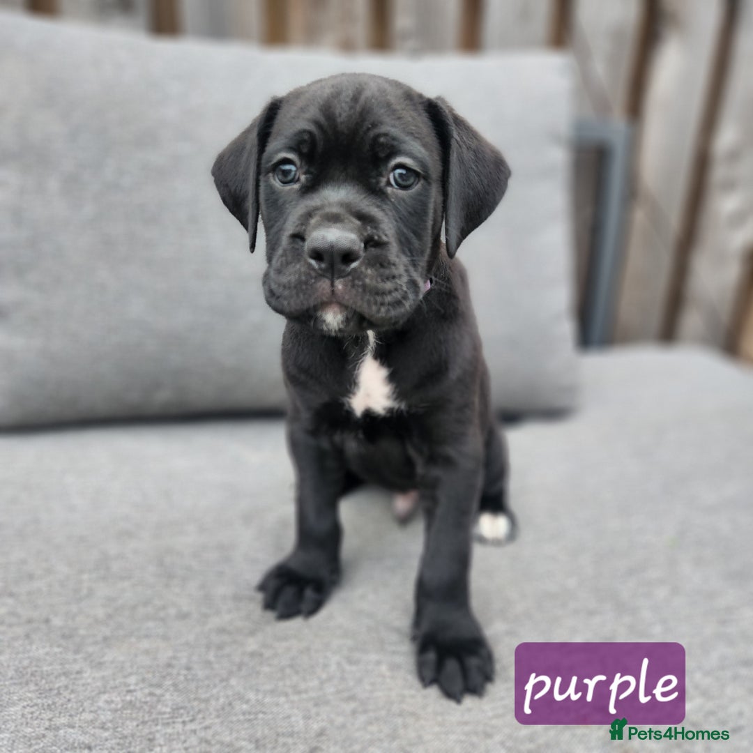 Cane Corso dogs for sale: 💜 gorgeous cane corsos puppies 💜ready in 3 weeks - Image 24