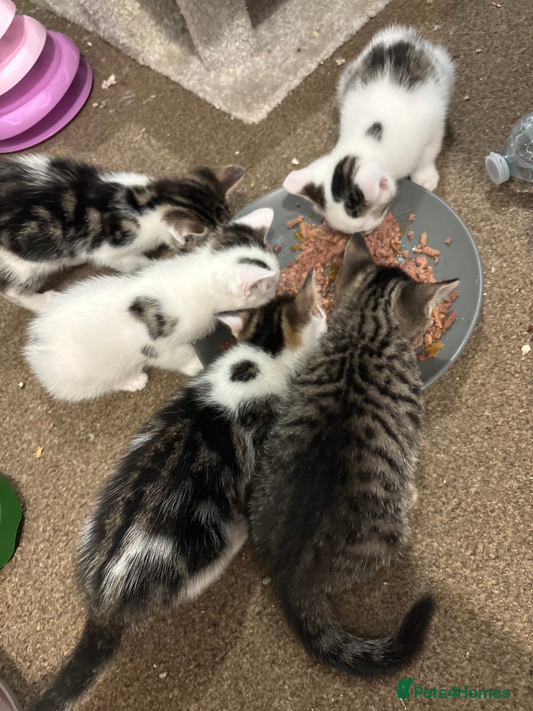 Mixed Breed cats for sale: Full tabby male last of litter!  - Advert 5