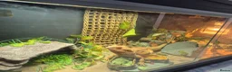 Bearded Dragon reptiles for sale: Bearded dragon for sale - Advert 5