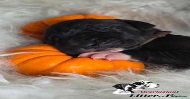 Great Dane dogs Fabolous Great danes  - Advert 12