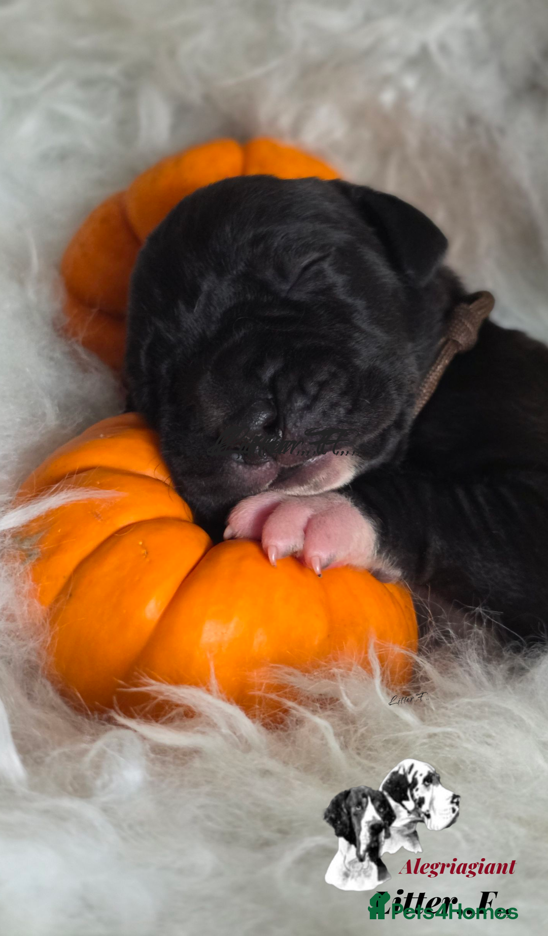 Great Dane dogs for sale: Fabolous Great danes  - Advert 3