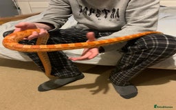 Corn Snake reptiles for sale: Lava corn snake + full set up  - Image 4
