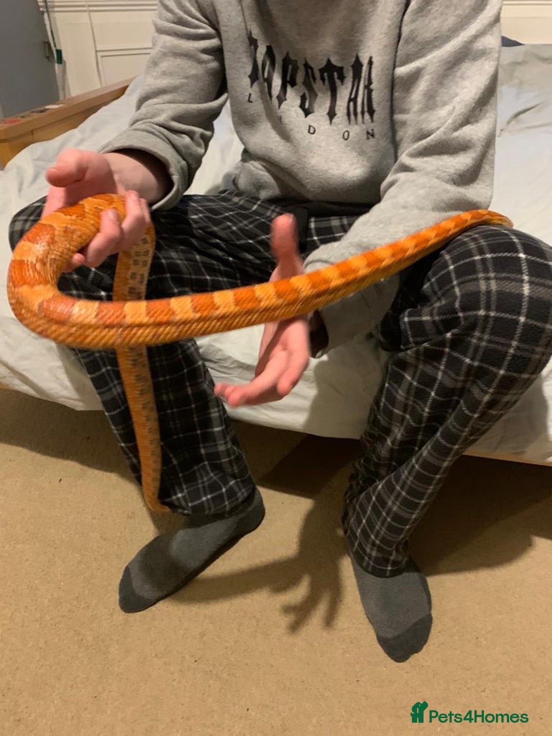 Corn Snake reptiles for sale: Lava corn snake + full set up  - Image 4