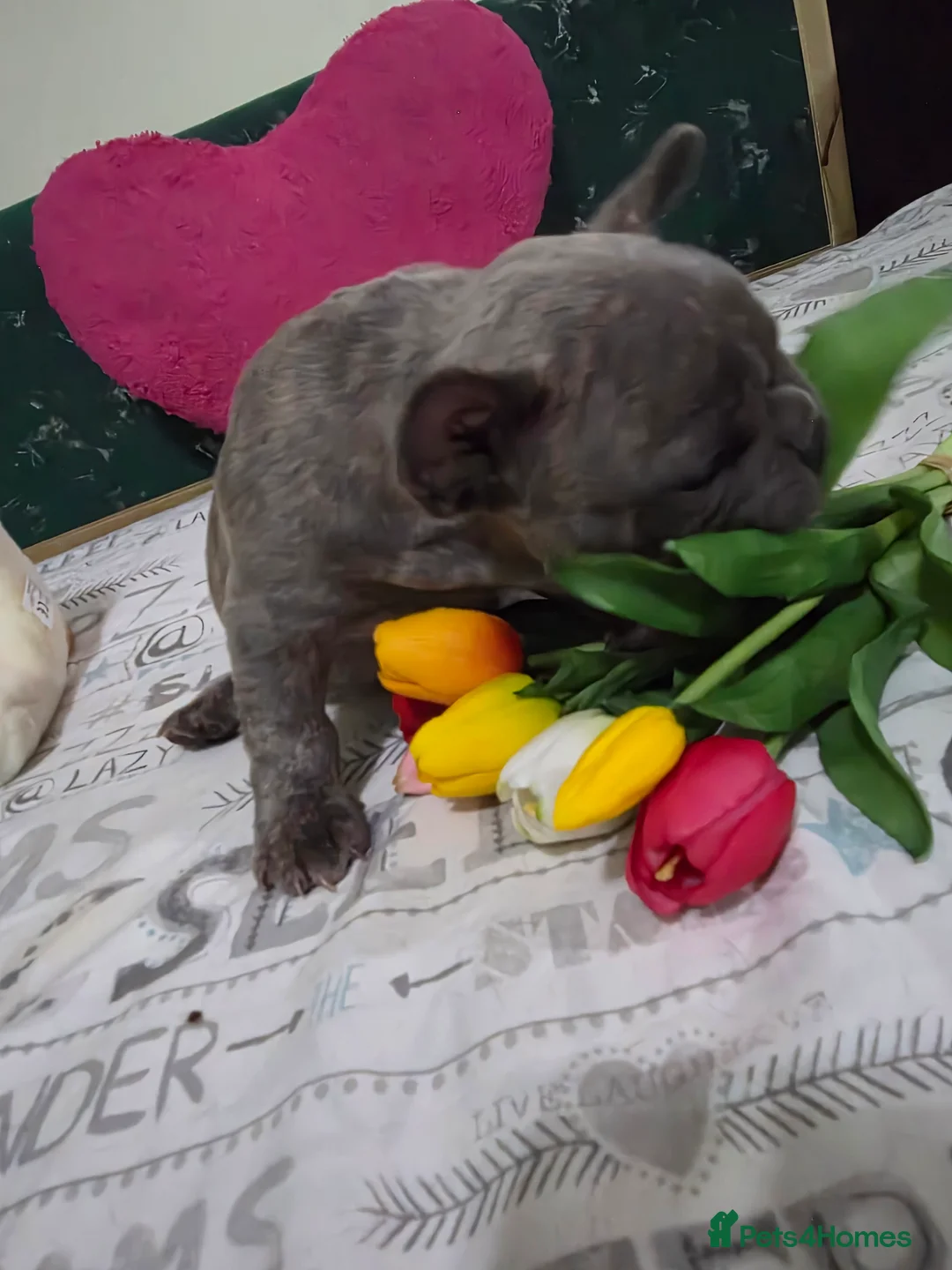 French Bulldog dogs for sale: Beautiful Blue French bulldog  - Advert 13