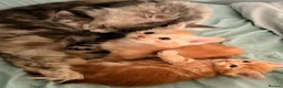 Maine Coon cats for sale: 3 x beautiful Mainecoon kittens in Colchester - Advert 15