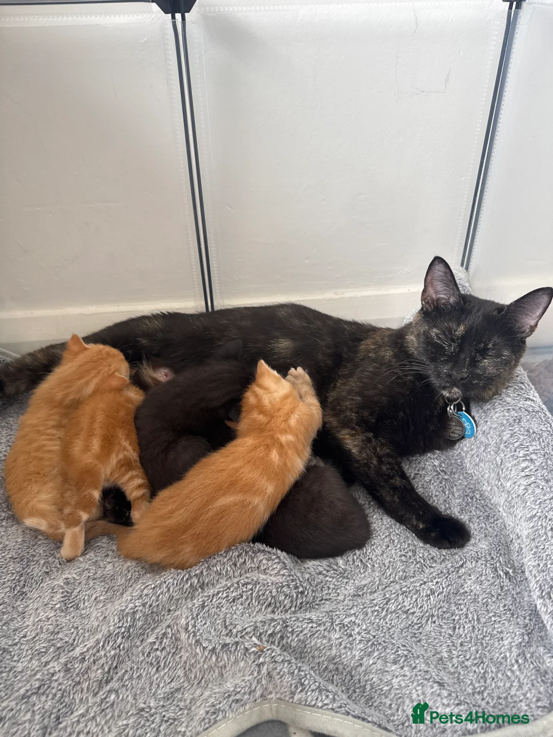 Mixed Breed cats for sale: Ready 10/08 kittens - Advert 1