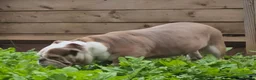 Olde English Bulldogge dogs for sale: 5 year old female  - Advert 8
