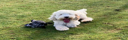 Australian Labradoodle dogs for stud: Miniature Australian Labradoodle (Health Tested) in Alford - Advert 6