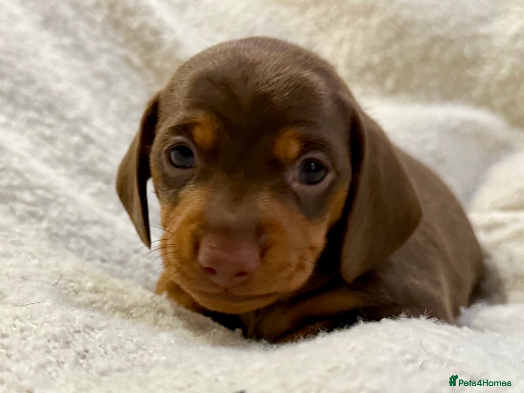 Miniature Dachshund dogs for sale: Mini Dachshund KC Reg -  ONLY 3 MALE PUPS LEFT!  - Advert 20