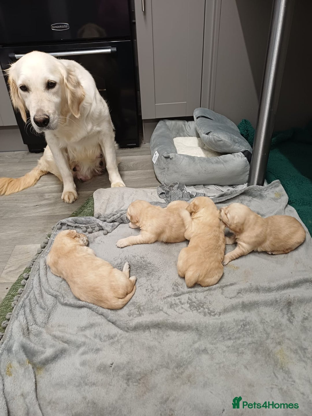 Golden Retriever dogs for sale: Golden retrievers  - Advert 6