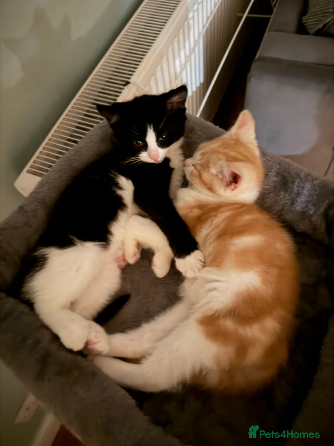Mixed Breed cats for sale: Two Beautiful Sister Kittens for a Loving Home - Advert 2