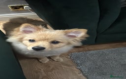 Pomeranian dogs for sale: Little girl - Image 2