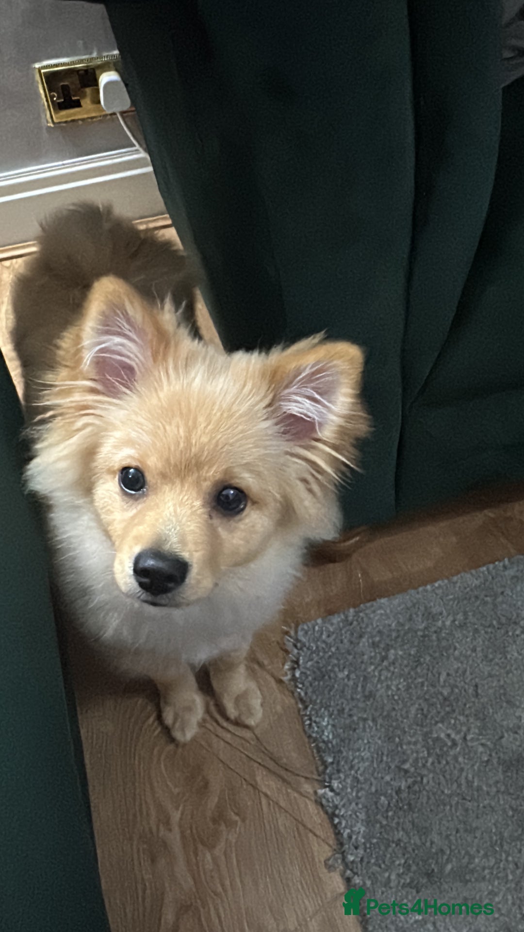 Pomeranian dogs for sale: Little girl - Image 2