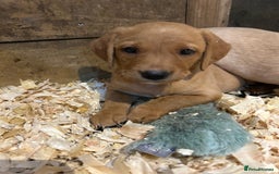 Labrador Retriever dogs for sale: Ready to go! KC reg Labradors (yellow/Foxred) - Image 13
