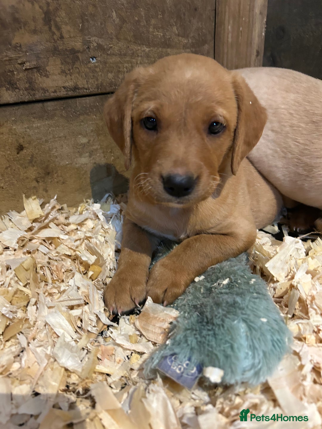 Labrador Retriever dogs for sale: Ready to go! KC reg Labradors (yellow/Foxred) - Image 13