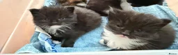 Turkish Angora cats for sale: Beautiful long haired kittens in Johnstone - Advert 1